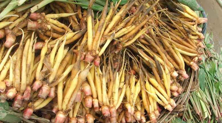Cây Bồng nga truật. Boesenbergia rotunda (L.) Mansf - Cây Thuốc Nam Quanh Ta